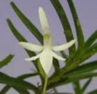 �����쥢 ���󥮥ե��ꥢ<BR>Jumellea longifolia�ڲ֤ʤ�����