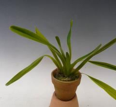 �����쥢 �����å�����Jumellea sagittata�ڲ֤ʤ�����