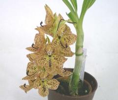 �����Υ����� �Х륷������Cyc.barthiosum ��Pink Dove�ǡڲ֤ʤ�����