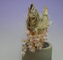   ƥClw.rosea Chikoǡڲ֤ʤ