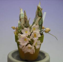 ������������ ��٥å��Ρ����� �ƥߥå��ӡ�Clowesia Rebecca Northern ��Mikkabi�ǡڲ֤ʤ�����