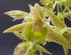 ���������� �ե���֥ꥢ����Ctsm.fimbriatum�ڲ֤ʤ�����