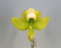 Υ  ƥ㥤ȥCyc.chrolochilon Giant Swanǡڲ֤ʤ