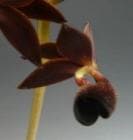 ǥ ա졼<BR>Mor.hookeraeڲ֤ʤ