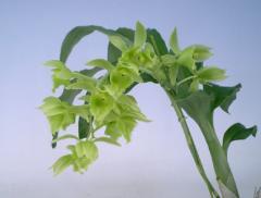  ȥꥪɥ ƥCtsm.triodon Takeuchiǡڲ֤ʤ