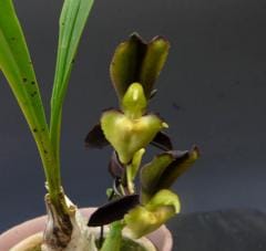  ƥ֥ͥCtsm.tenebrosumڲ֤ʤ