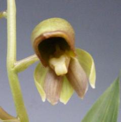 Ctsm.mooreanum ���������� �ࡼ�쥢�ʥ�