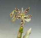 Υ ڥ󥿥ƥ<BR>Cyc.pentadactylonڲ֤ʤ