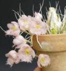 ������������ ��٥å��Ρ����� �ƥ��졼�ץե롼�ĥԥ󥯡�<BR>Clowesia Rebecca Northern ��Grapefruit Pink�ǡڲ֤ʤ�����