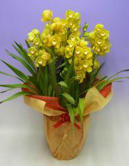 ����ӥ��塼�� �������� ľΩ ��ڥС������ 7��Ω�� 10��ȭ �Ѵ���