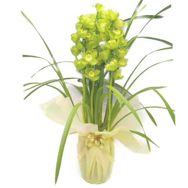 シンビジューム グリーン 直立 4本立ち 耐寒性 | 【ギフト