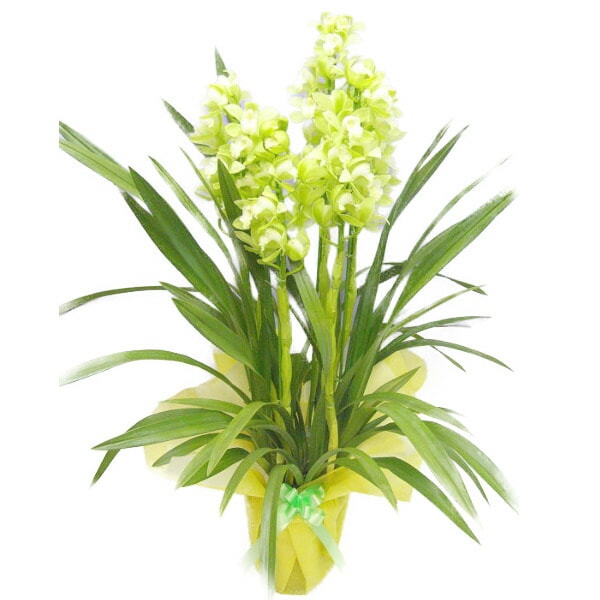 シンビジューム グリーン 直立 5本立ち 耐寒性 | 【ギフト