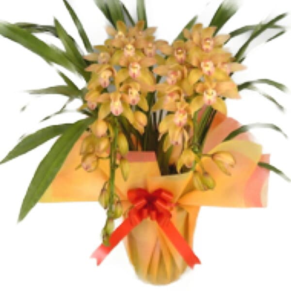��������Ω�ơ�����ӥ��塼�ࡡ�ߥꥪ�󥭥å�������Ω���ڥ��ե��б����ʡ�����̵����