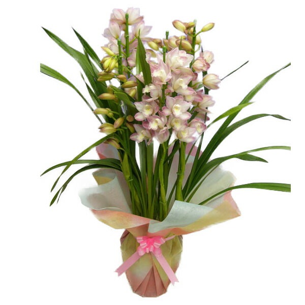 ☆シンビジューム☆ラッキーフラワー　あんみつ☆アーチ型☆7号鉢☆3F☆ ☆シンビジューム☆ラッキーフラワー あんみつ☆アーチ型☆7号鉢☆3F☆