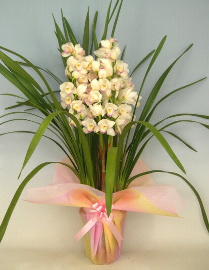 シンビジューム シーサイド'プリンセス雅子'マサコ 5本立ち かご付