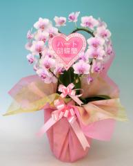 �ϡ��ȸ�ĳ�����ߥǥ������ס������餳�ڥ��ե��б����ʡ�����̵����