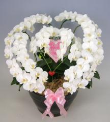 �ϡ��ȸ�ĳ�����ߥǥ������ס���������֥�ϡ��ȡڥ��ե��б����ʡ�����̵����