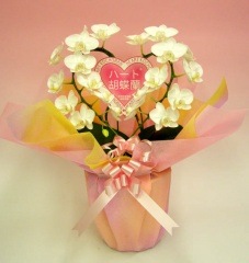 ϡȸĳߥǥסڥեбʡ̵