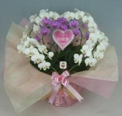 �ϡ��ȸ�ĳ�����ߥǥ������ס����򡡥��֥�ϡ��ȡڥ��ե��б����ʡ�����̵����