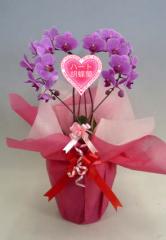 �ϡ��ȸ�ĳ�����ߥǥ������ס��ԥ󥯡ڥ��ե��б����ʡ�����̵����