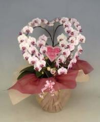 �ϡ��ȸ�ĳ�����ߥǥ������ס����֡ʥ��ߥ���Сˡ����֥�ϡ��ȡڥ��ե��б����ʡ�����̵����