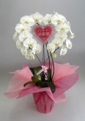 �ϡ��ȸ�ĳ�������إ����ס��򡡣����ءڥ��ե��б����ʡ�����̵����