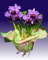 ���ȥ쥢����٥���������ءڥ��ե��б����ʡ�����̵����