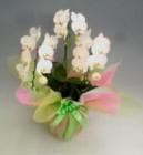 �ߥǥ���ĳ�������ޥӥꥹ������Ω�����򡡣����ذʾ�ڥ��ե��б����ʡ�����̵����