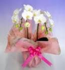 �ߥǥ���ĳ�������ޥӥꥹ������Ω���������ذʾ�ڥ��ե��б����ʡ�����̵����