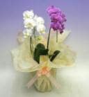 �ߥǥ���ĳ�������򡡣���Ω���������ذʾ�ڥ��ե��б����ʡ�����̵����