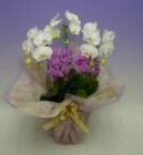 �ߥǥ���ĳ�������򡡣���Ω���������ذʾ�ڥ��ե��б����ʡ�����̵����