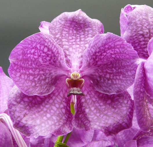 �Х�����ԥ󥯡�����Ω��������̵����