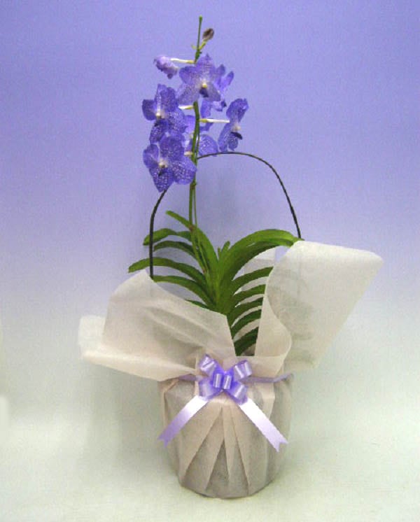 �Х�����֥롼������Ω���������դ�������̵����