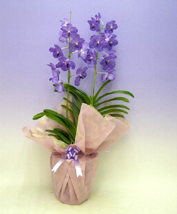 �Х�����֥롼������Ω��������̵����