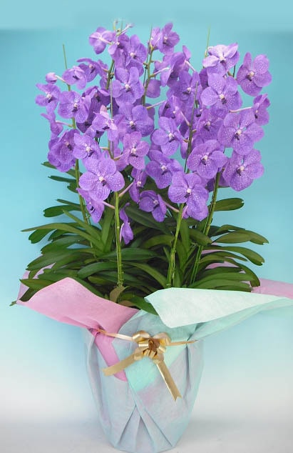 �Х�����֥롼������Ω��������̵����