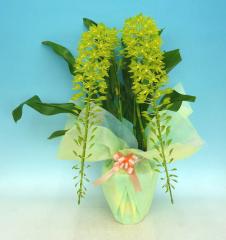 �Ʋֻ������ɤ�������ޥȥե���ࡡ������ץ��ࡡ�ҥҥޥ̡�����Ω����������Ω�ơڥ��ե��б����ʡ�����̵����