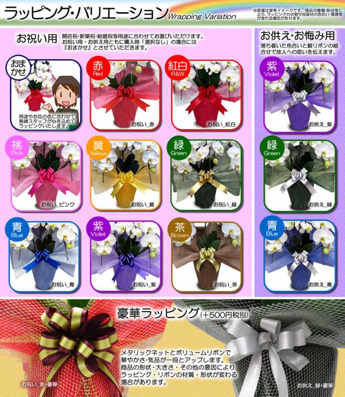 夏花持ちの良い グラマトフィラム スクリプタム ヒヒマヌ 3本