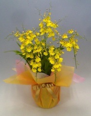 ���󥷥��塼�ࡡ�����ϥ���ʥ���������������Ω���ڥ��ե��б����ʡ�����̵����