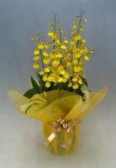 ���󥷥��塼�ࡡ�����ϥ���ʥ���ľΩ������Ω���ڥ��ե��б����ʡ�����̵����