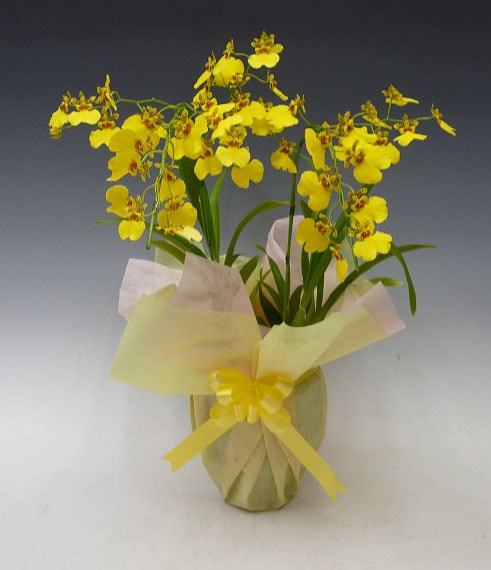 󥷥塼ࡡϥʥ  Ω̵