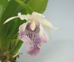 쥢ƥ 쥢ꥹ  ޥ˥Cnths.cochlearis x amazonicaڲ֤ʤ