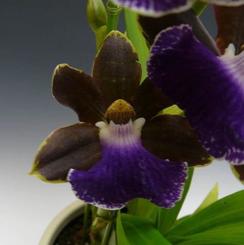 �����ڥ���� ��åɥ٥��� �ƥץ�ƥ��������Zyg.Red Veil ��Pretty Ann�ǡڲ֤ʤ����ۡ��Ѵ����ۡ�˧������