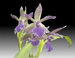 �ϥ�륦���륵�� ���塼�� �ƥ���ǥ���������Hmwsa.June ��Indigo Sue�ǡڲ֤ʤ�����