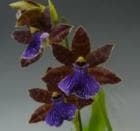 �����Хץ��ƥ��˥� ��꡼����<BR>Zba.Marry Ann�ڲ֤ʤ�����