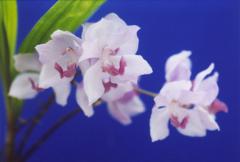 アガニシア サイネア<BR>Agns.cyanea (=Acacallis)【花なし株 アガニシア サイネア<BR>Agns.cyanea (=Acacallis)【花なし株