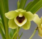 �ڥ����ȥ쥢 ��������<BR>Pes.lamellosa�ڲ֤ʤ�����