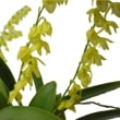 ڲ֤ʤ ץ쥦ꥹ 饻ߥե ƥѥ󥵥꡼ Pths.racemiflora Pantha Creek AM/AOS  2.5ȭ 20cm ֥(BS)