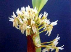 ޥꥢ ǥMax.densaڲ֤ʤ