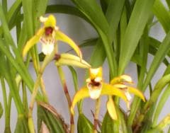 �ޥ�����ꥢ �ԥ���Max.picta�ڲ֤ʤ�����