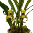 ڲ֤ʤ ޥꥢ ݡեƥ Max.porphylostele  ˧ᤢ 3ȭ 25cm ֥(BS)